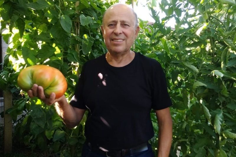 Morador de SC colhe tomate gigante e fica a poucos gramas de bater o recorde mundial