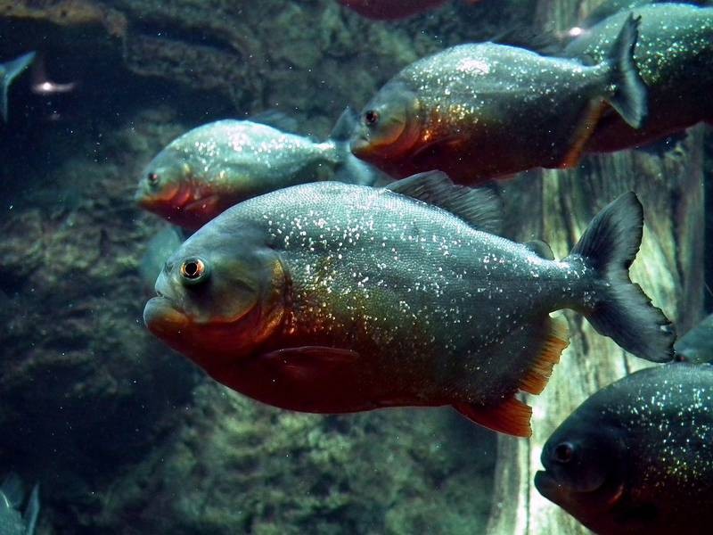Quatro banhistas morrem após ataques brutais de piranhas
