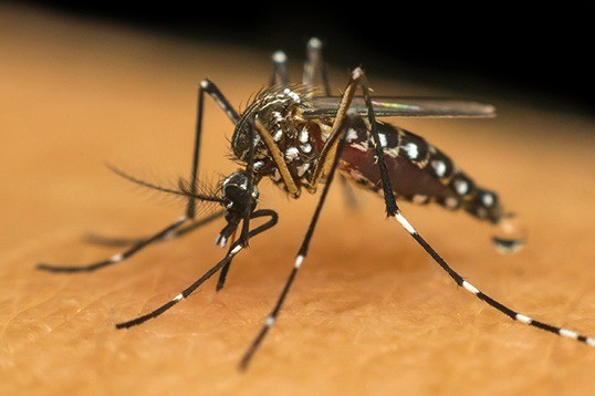 Maravilha confirma primeiro óbito por dengue