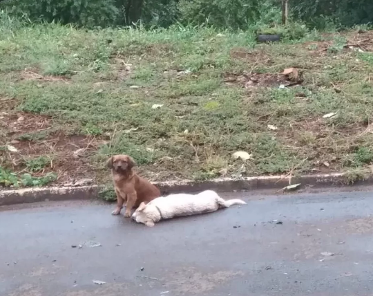 Cachorro fica ao lado de outro que morreu atropelado e cena viraliza