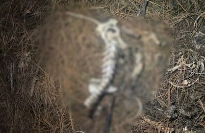 ‘Serial killer’ de animais é preso em Campos Novos