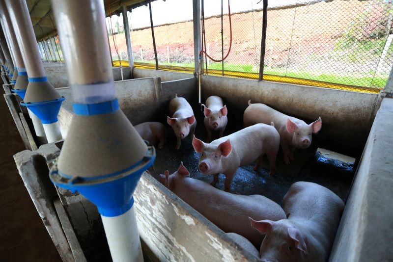Santa Catarina comemora abertura do mercado canadense para a carne suína produzida no estado