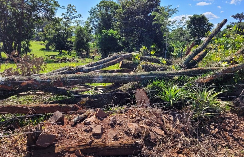 Polícia Civil flagra corte irregular de árvores em Nova Erechim