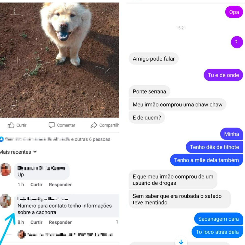 Morador de Ponte Serrada publica foto de cadela desaparecida e homem entra em contato para aplicar golpe