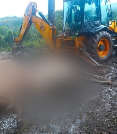 Raio mata oito vacas em propriedade no interior de Itapiranga