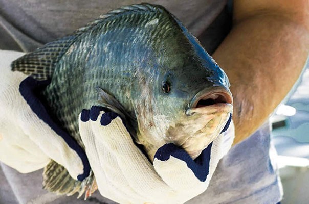 Estudo da Epagri/Ciram avalia o potencial de SC para a produção de peixes de água doce