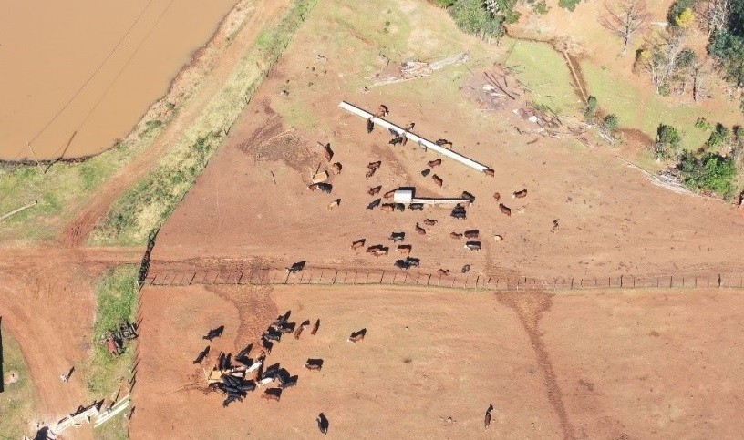 Polícia Federal combate contrabando de gado argentino para o Extremo Oeste de SC