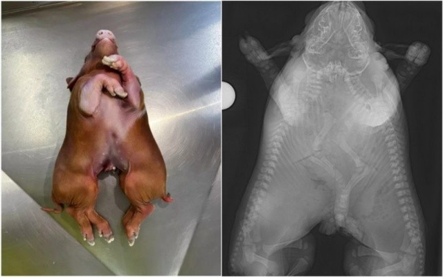 Pesquisadores da UNOESC descobrem anatomia curiosa em animal com oito patas e uma cabeça