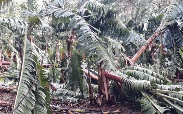 Rajadas de vento destroem plantações de bananas, e agricultores têm prejuízos milionários em SC