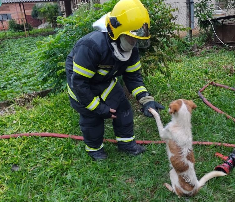 Bombeiros conseguem salvar cão de incêndio que matou idoso em Quilombo