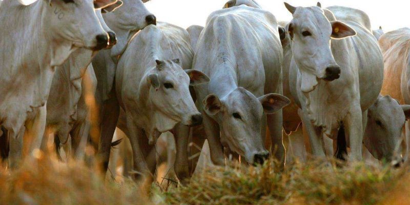 Fazendeiros caem em golpe e perdem R$ 41,3 mil em negócio de compra de gado em Anchieta