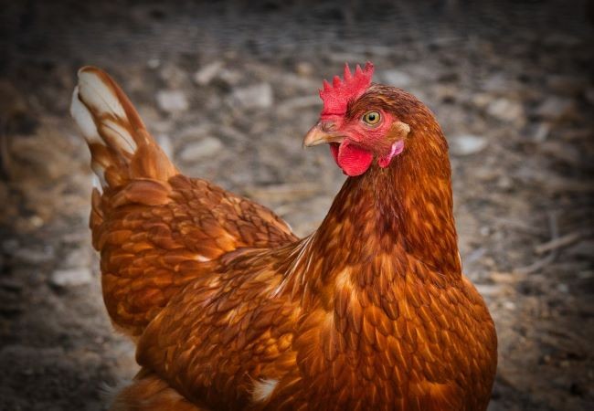 Casal é detido pela PM após furtar galinhas em Romelândia