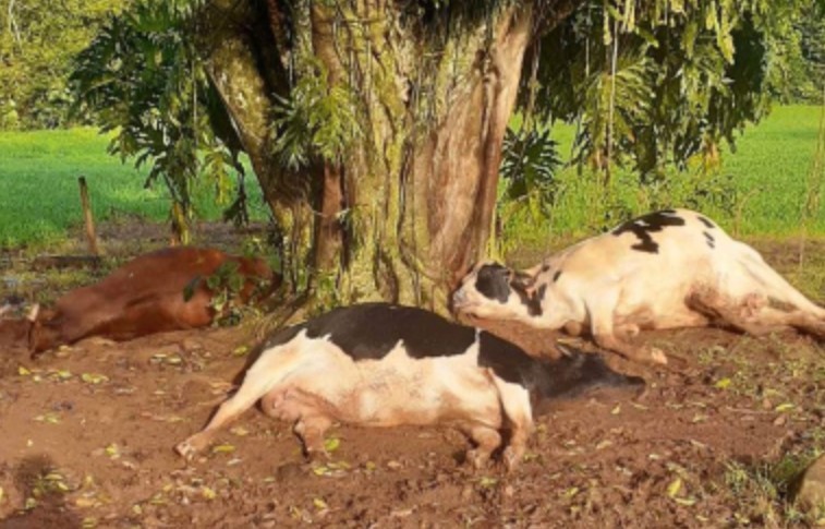 Raio mata duas vacas e uma novilha em propriedade no interior de Itapiranga