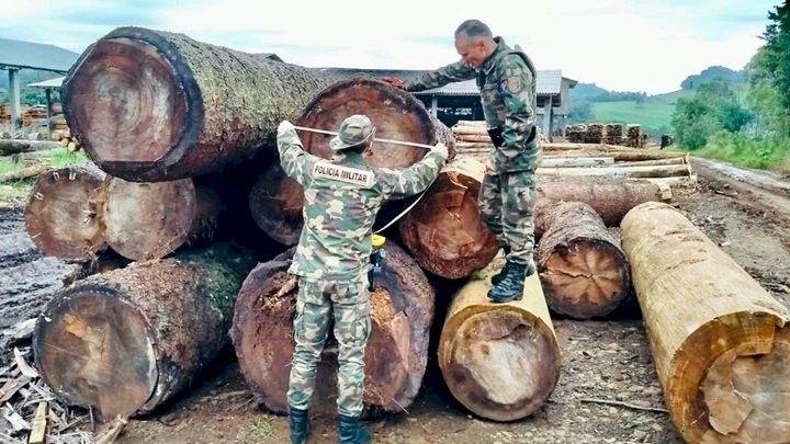 PMA flagra corte ilegal de árvores nativas no Oeste de SC