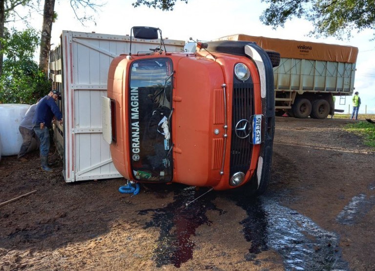 Após acidente entre caminhões, veículo carregado de bois tomba na BR-282 em Nova Erechim