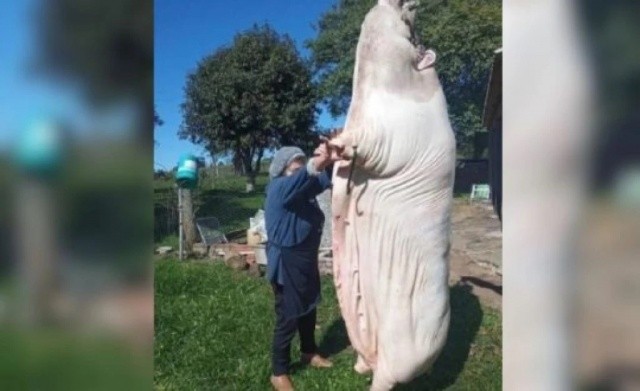 Porco de 340 kg vira notícia no Rio Grande do Sul