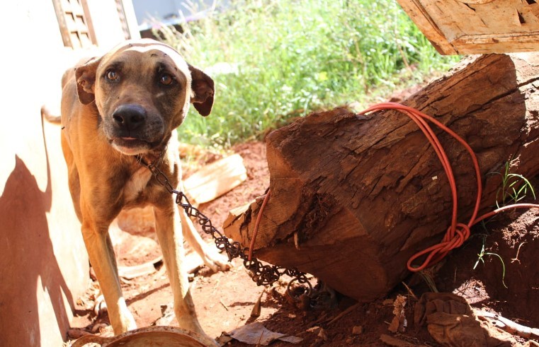 Polícia Civil prende homem por maus-tratos a dois cães em Pinhalzinho
