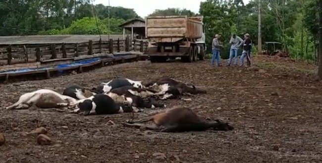 Descarga elétrica mata vacas e peixes em propriedade rural