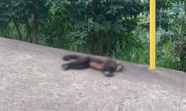 Macaco-prego é achado morto em Itapiranga e órgãos são enviados para perícia 