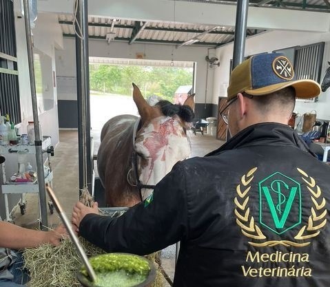 Após acidente na BR-282 em Cunha Porã, motorista segue desaparecido e cavalo passa por cirurgia