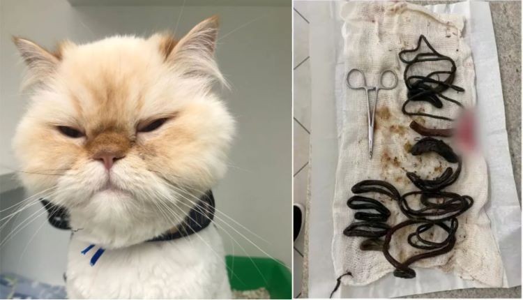 Gato engole 27 ‘rabicós’ e precisa passar por cirurgia em Chapecó