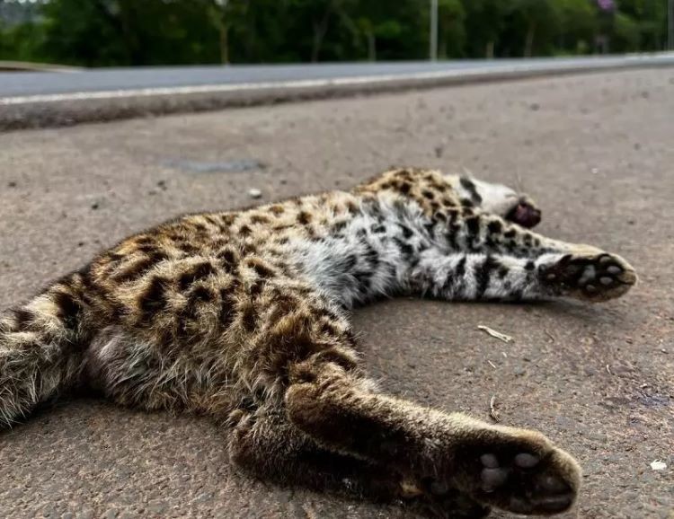 Felino ameaçado de extinção morre atropelado em cidade de SC