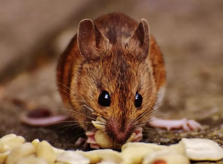 Criança de 11 anos morre após mordida de rato silvestre em Santa Catarina