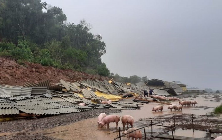 Chiqueirão com suínos fica destruído após deslizamento de terra em Ibicaré
