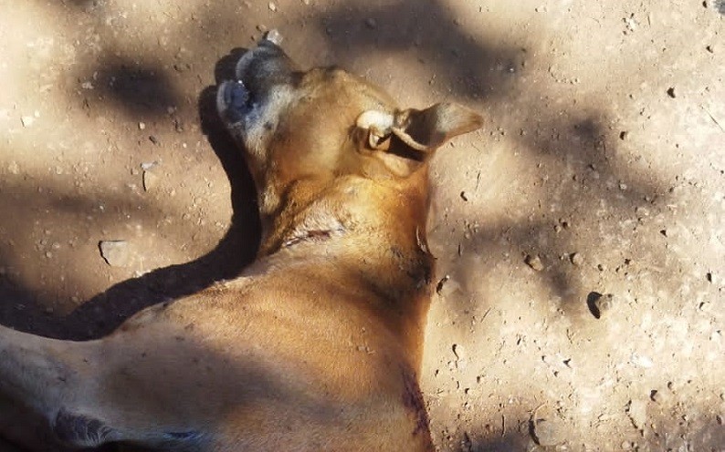Cachorro é baleado pelo vizinho da família em Palmitos