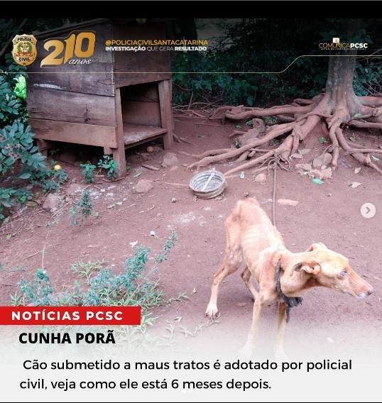 Cão que sofria maus tratos em Cunha Porã é adotado por Policial Civil que participou da investigação