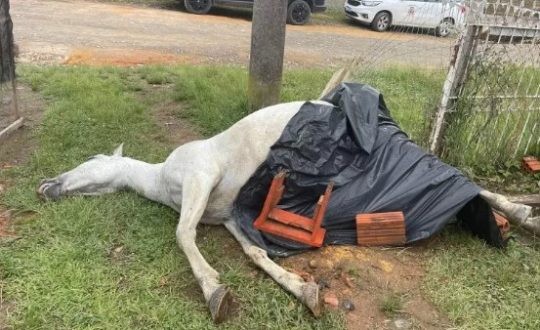 Adolescentes colocam explosivo nas partes íntimas de égua, artefato explode e animal morre em SC