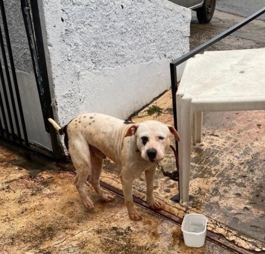 Dono de cachorro é preso após cão ser encontrado sem água e comida no Oeste de SC