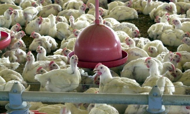 China habilita quatro unidades de carne de frango de SC para exportação