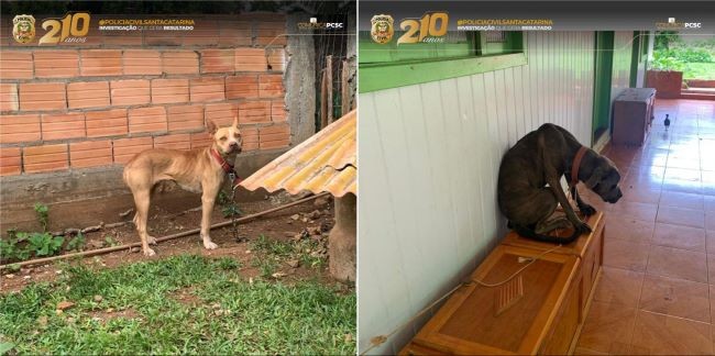 Polícia Civil resgata cães em situação de maus-tratos em Maravilha