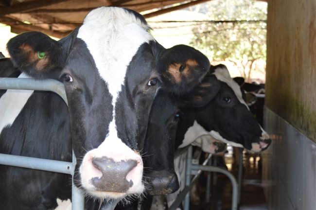 Alto custo na criação de vacas causa prejuízo para produtores de leite