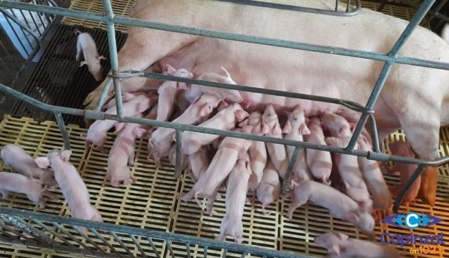 Faxinal dos Guedes protagonizou um fato inusitado: uma porca pariu 41 leitões em um único parto