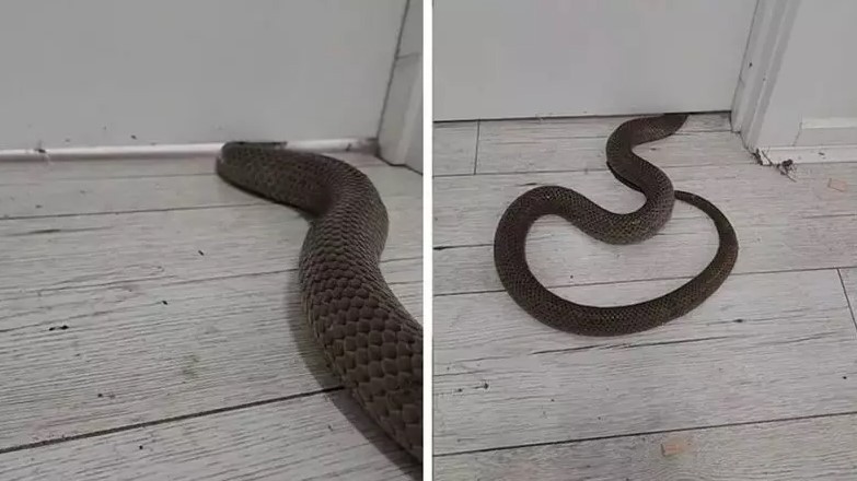 Veja com que facilidade as cobras podem achatar o corpo para entrar em casas