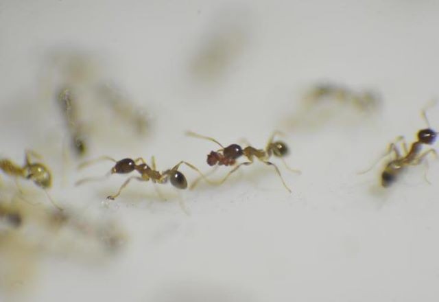Formigas podem ser mais perigosas para a saúde que as baratas