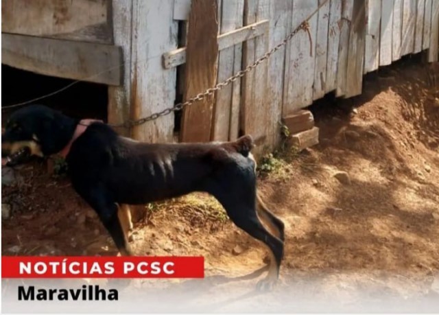 Polícia resgata animal em situação de maus tratos em Maravilha 