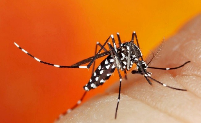 Comitê para Ações de Vigilância e Controle do Aedes aegypti alerta para aumento nos casos de dengue em Cunha Porã