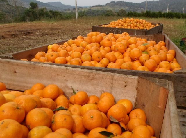 Oeste concentra 80% da produção de laranja em SC