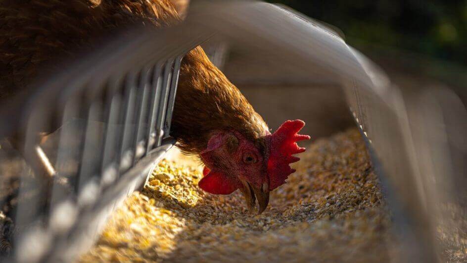SC registra caso de gripe aviária em “ave de fundo de quintal”