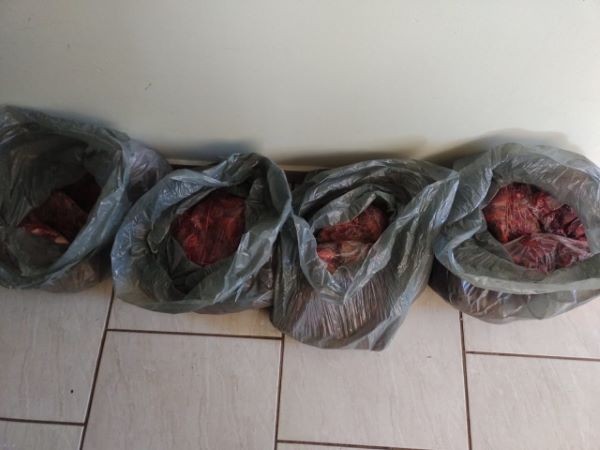 Polícia encontra 200 pombas abatidas em compartimento de caminhonete em Xanxerê