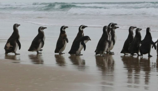 Gripe aviária em SC chega a nove casos após duas novas confirmações em pinguins