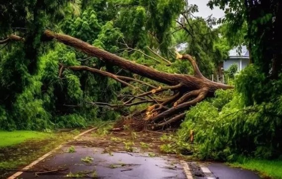 Proprietária de árvore que caiu e danificou rede elétrica terá que pagar indenização em SC
