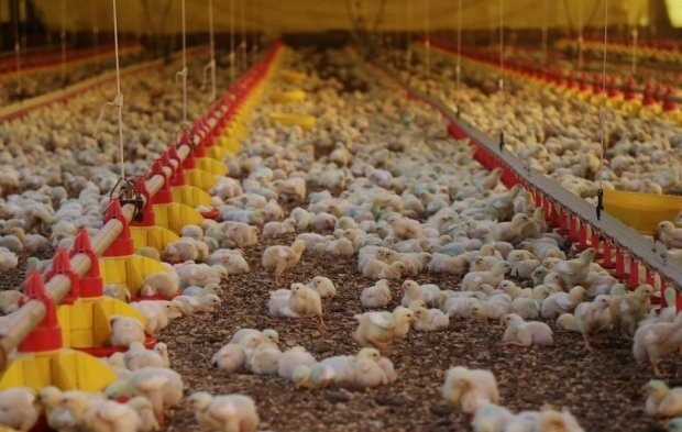 Japão retira embargo para importação de frango de SC