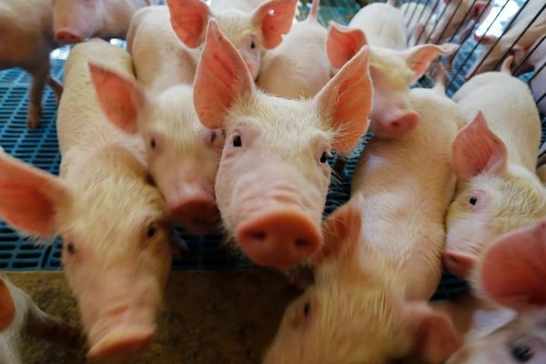 ABPA comemora abertura do mercado da República Dominicana para Carne Suína