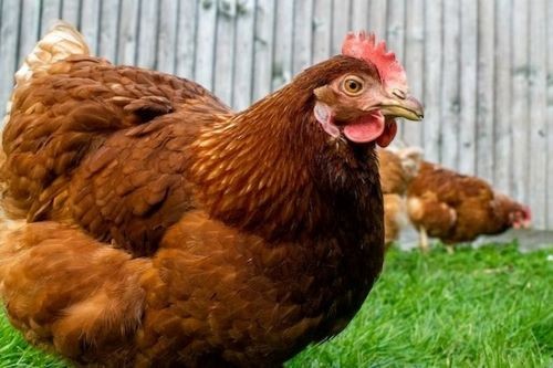 Acusado de matar primo após disputa por posse de frango para risoto enfrentará júri