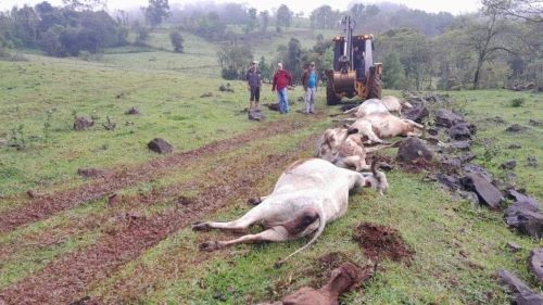 Cinco vacas morrem eletrocutadas durante temporal e passagem de ciclone por SC
