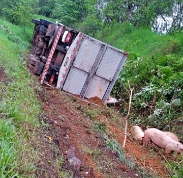 Caminhão carregado de suínos tomba as margens da BR-282 em Pinhalzinho